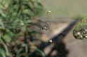 Cyrtophora_citricola_D3294_Z_82_Valle Gran Rey_Spanje